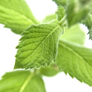 Spearmint