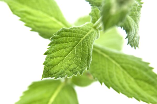 Spearmint