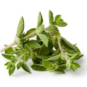 Oregano