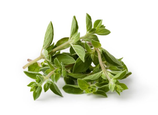 Oregano